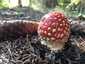 Légyölő galóca (Amanita muscaria), Őrség